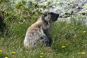 Monti Colombarolo (2309 m) e Ponteranica orientale (2378 m) da Ca’ San Marco (8 luglio 2017) - FOTOGALLERY